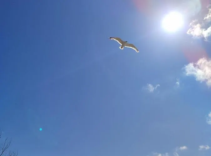 Apartamentai 4f * Palanga